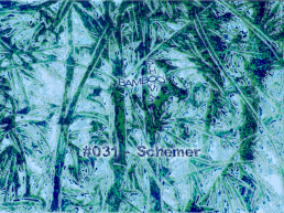 BS031 - Schemer (Positive Education) - 17.07.2019