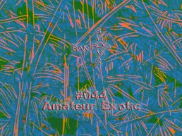 BS044 - Amateur Exotic