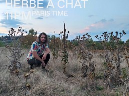 Herbe à Chat - Eco Futurism Corporation